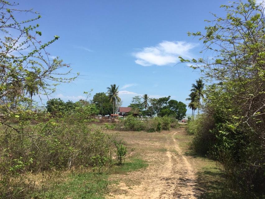 ที่ดินบนเกาะสุกร จ.ตรัง 3