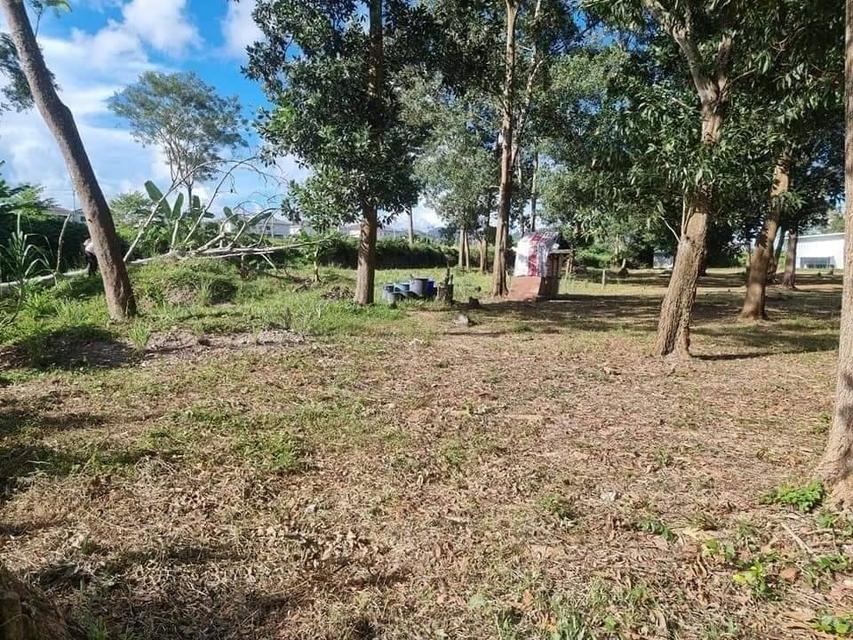 ขายที่ดิน กะทู้ ภูเก็ต 2