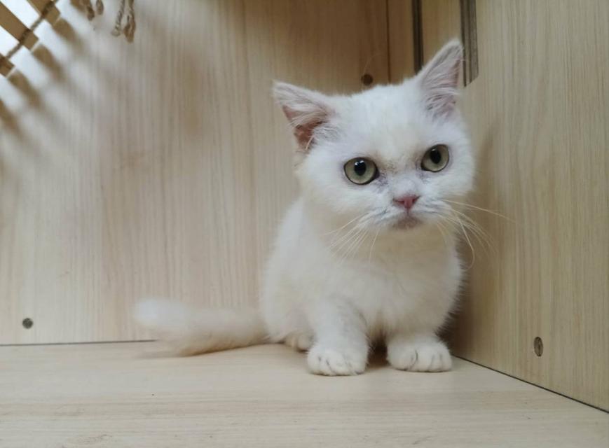 5.แมวมันช์กิ้น เพศเมีย Munchkin Cat Female รูปที่ 8