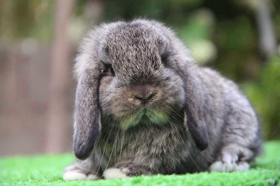 กระต่ายฮอลแลนด์ลอป (ช)