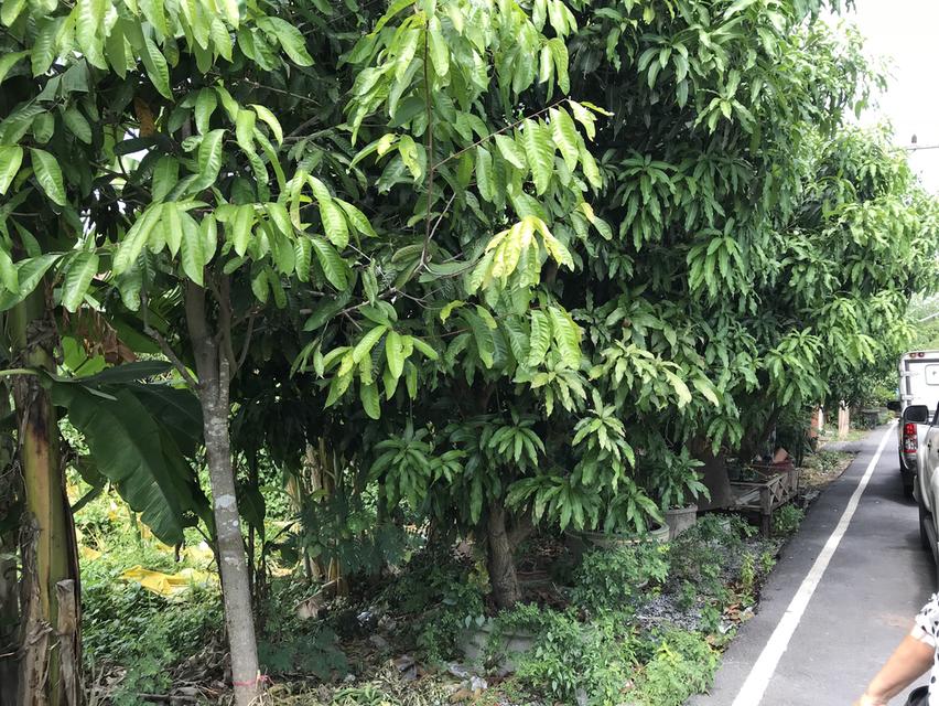 ที่ดินรังสิตคลอง2 1. ที่ตัง  ตำบลประชาธิปัตย์ อ.ธัญญบุรี จ.ปทุมธานีคลอง2 6