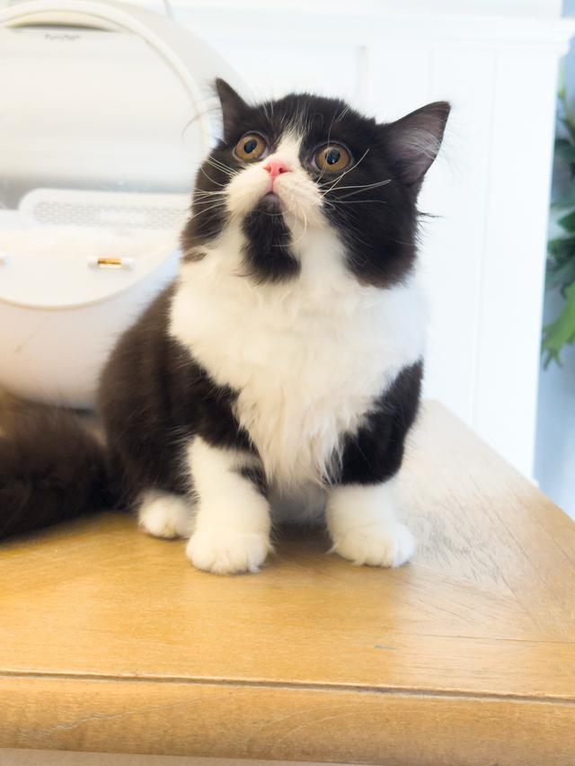 แมว Scottish fold ขนยาว รูปที่ 2