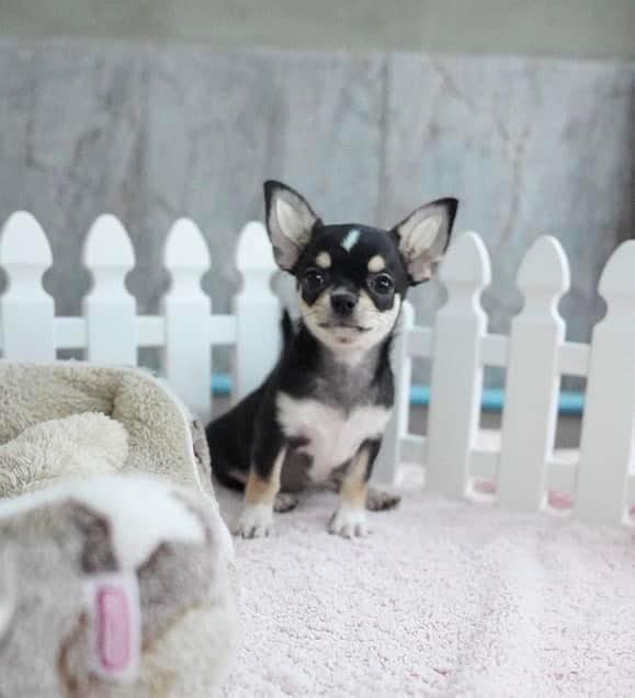 Chihuahua puppies for Sale รูปที่ 3
