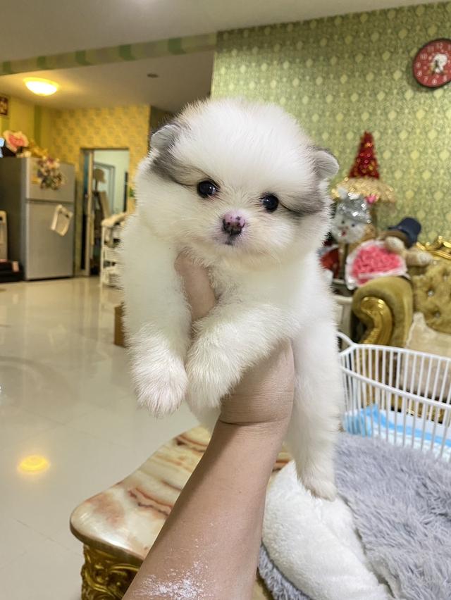 ลูกปอมแท้ น่ารัก แข็วเเรง สุขภาพดี มาดูตัวจริงได้นะคะ