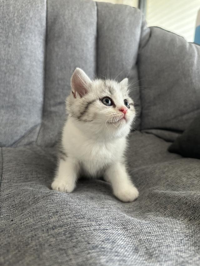 munchkin ขายาว เพศชาย รูปที่ 3