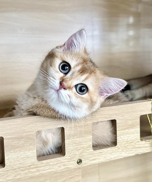 แมว บริติช ชอร์ตแฮร์