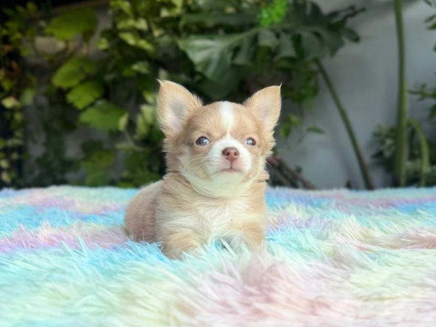 ชิวาวาแท้ขนยาว เพศผู้ พร้อมย้ายบ้าน