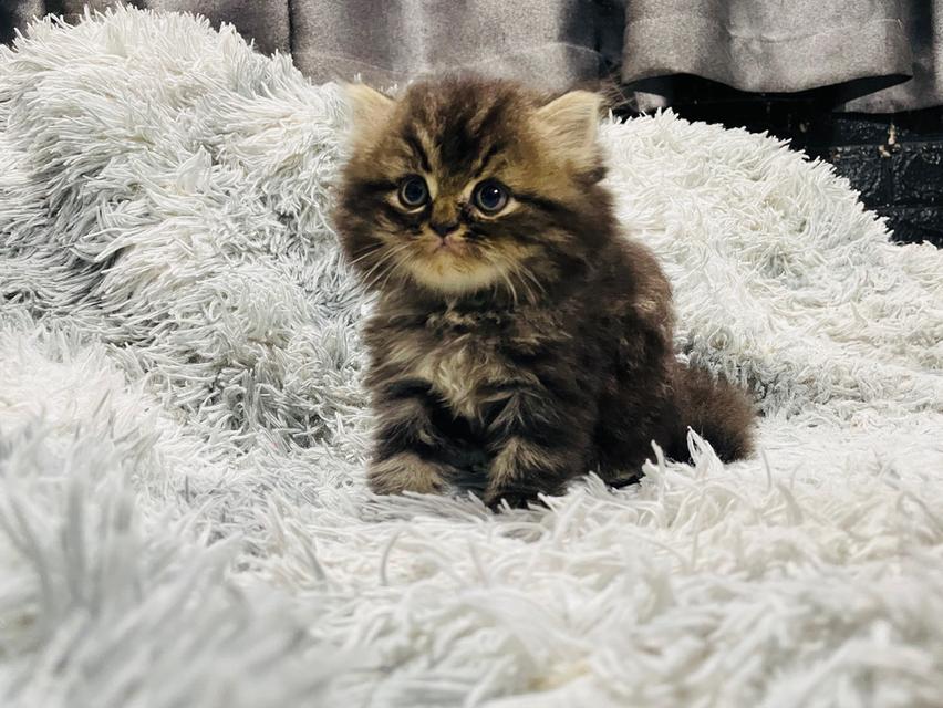 น้องแมวเปอร์เซีย