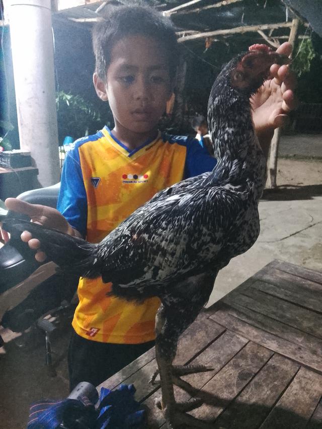 ไก่ชนเยียร์พ่อแสนกลแม่คู่เกิดก้ากาเก่งรับรอง