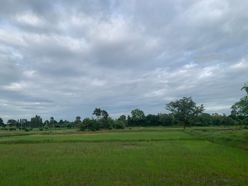 ขายที่ดินผืนใหญ่ 21 ไร่ติดกัน ต.ในเมือง อ.บ้านไผ่ จ.ขอนแก่น 5