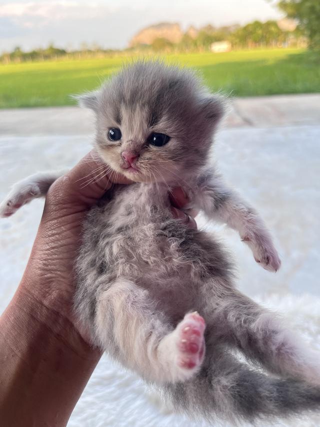ลูกแมว สก๊อตติช ขนยาว