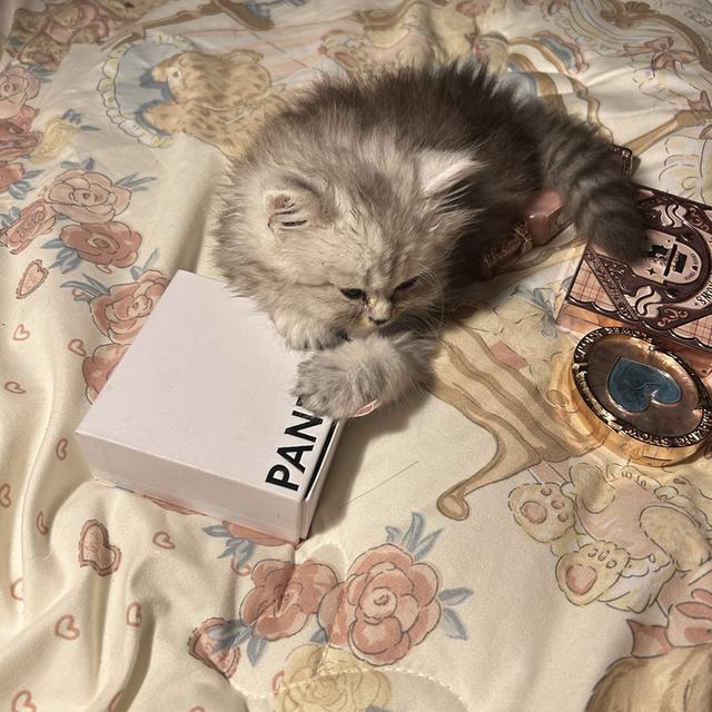 แมวเปอร์เซียแท้100%