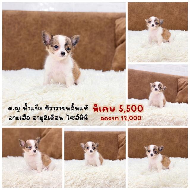 ชิวาวาแท้ เมีย ขนสั้น