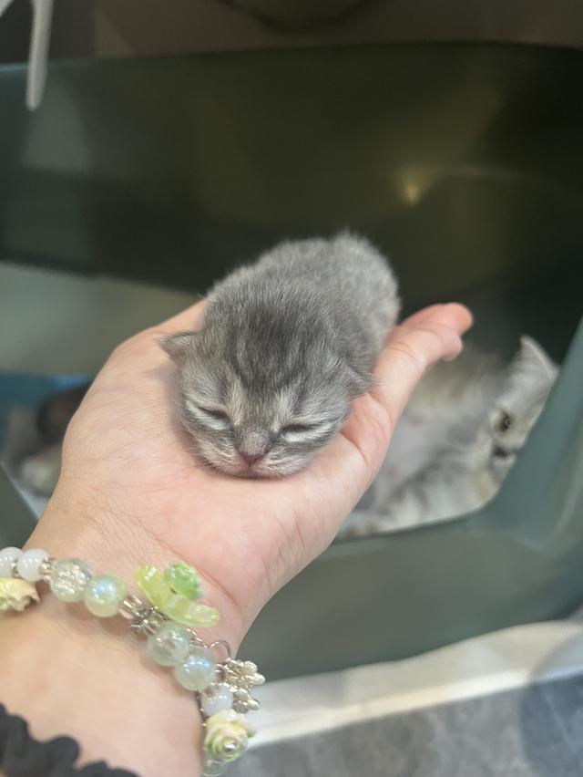 Scottish Fold  สก็อตติชโฟลด์ แท้ ระบบปิดเลี้ยงด้วยรัก รวมวัคซีน ถ่ายพยาธิ หยอดยากันปรสิตและไรหู สมุดวัคซีน รูปที่ 2