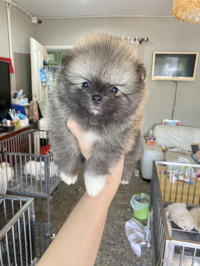 ปอมแท้ พร้อมย้ายบ้าน