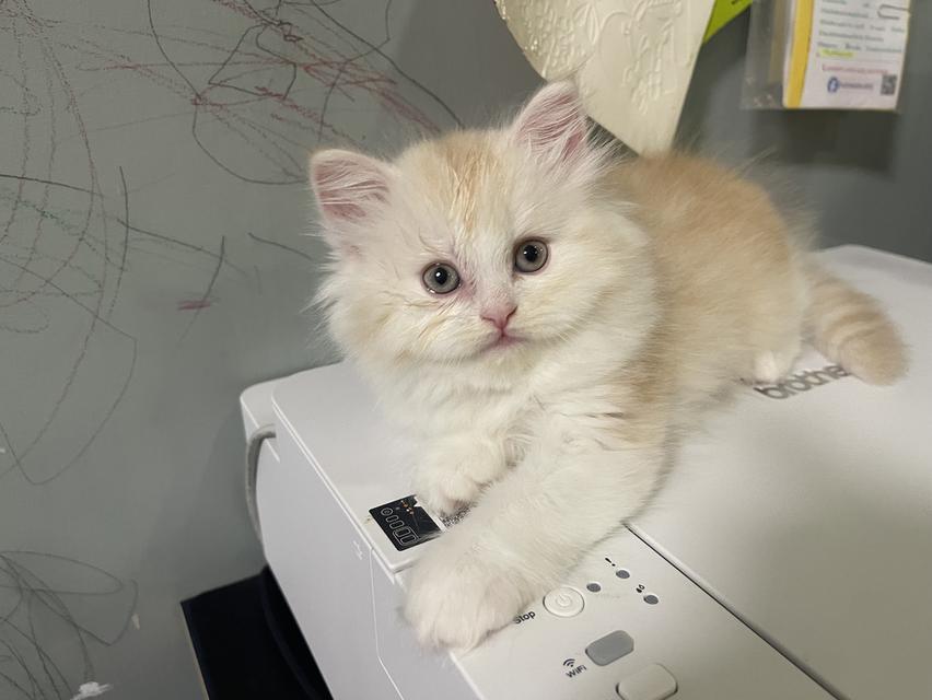 เปิดจองเด็กชายส้ม(สก๊อตติชโฟผสม) รูปที่ 6