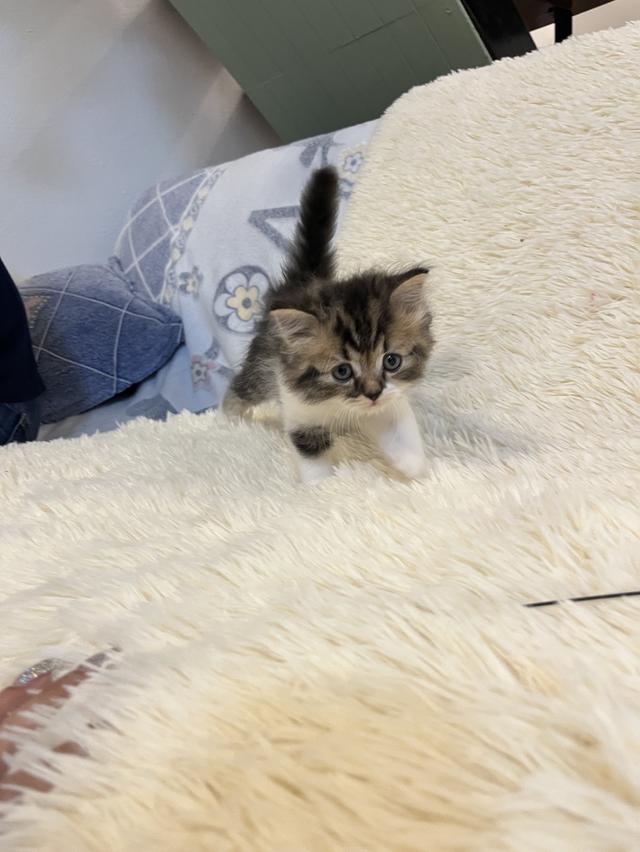 แมวเปอเซียแท้ สีครีม ลายเสือ รูปที่ 6