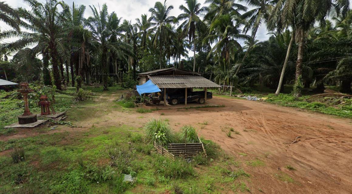 ขายที่ดิน 5ไร่ 3งาน จ.ชุมพร 2