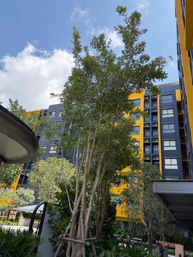 NEW !#D Condo Shineรังสิต#ทำเลดีใกล้ ม.ธรรมศาสตร์ รังสิต #ใกล้ TU Mall #ใกล้จุดขึ้น-ลงทางด่วนอุดรรัถยา #ราคาพิเศษ พค. - มิย.69*ราคาเริ่ม 2.29 ลบ. 8