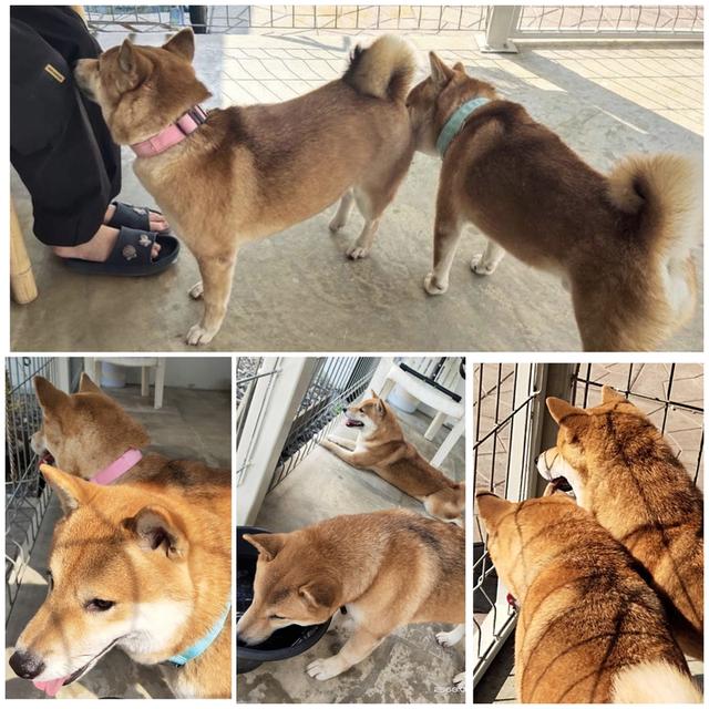 ลูกชิบะอินุ พันธุ์แท้ Shiba Inu ขายด่วน