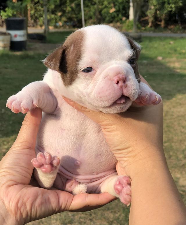 ลูกสุนัขอเมริกันบูลลี่