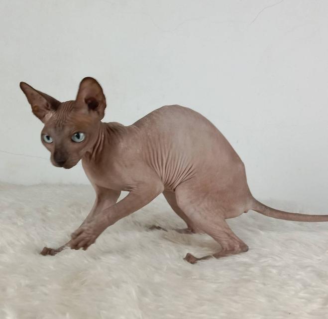 23.แมวสฟิงซ์/เพศเมีย หาบ้าน Sphynx Cat/Female looking for a new home 7