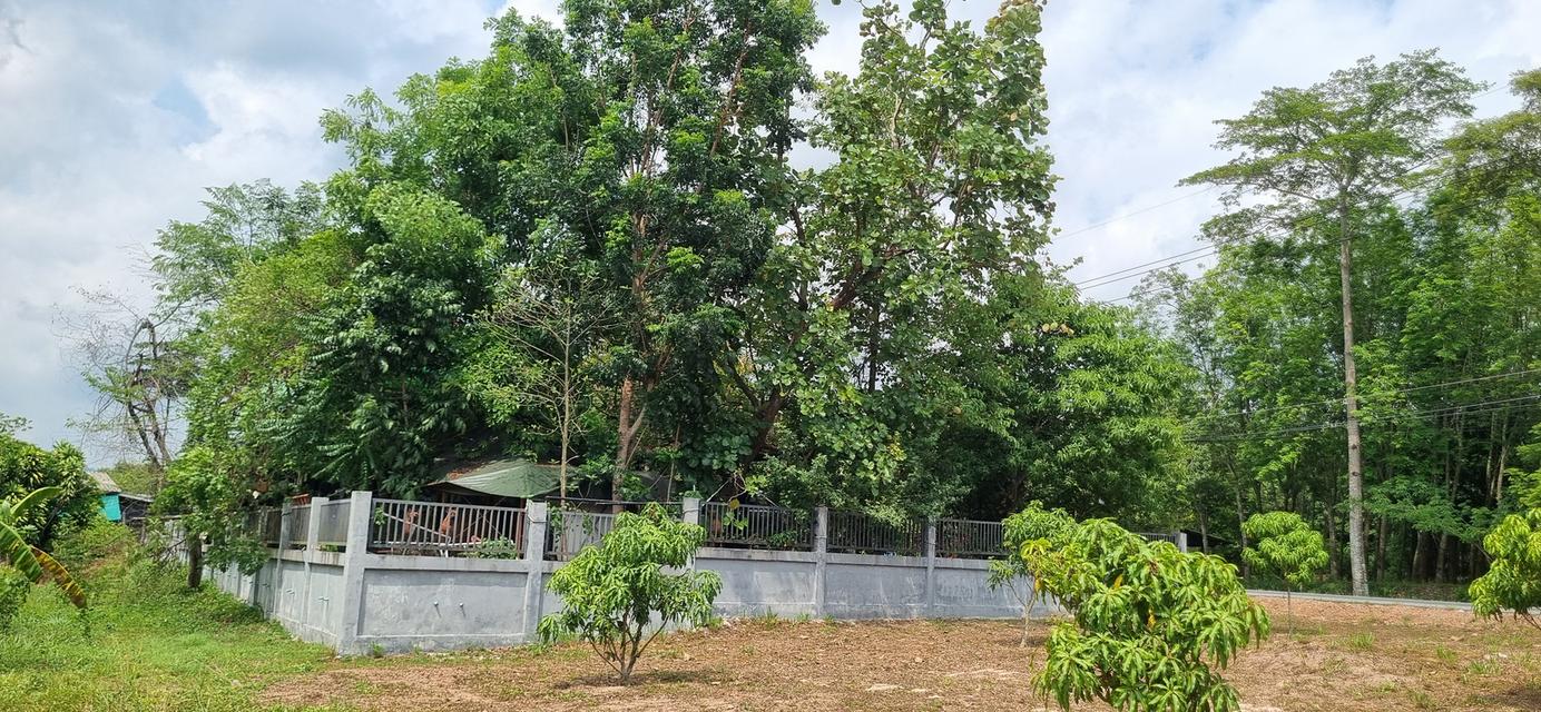 ต้องการขายบ้านที่ระยอง พิกัดบ้านเขาวังม่านสูงจากระดับน้ำทะเลปานกลาง 55 เมตร 6