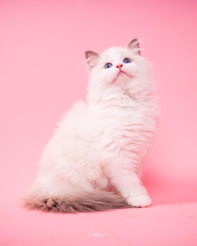 แมวแร็กดอลล์ (Ragdoll) อายุ 4 เดือน รูปย่อยที่ 4