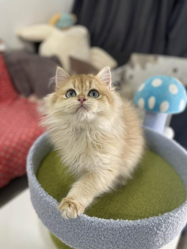 British Longhair WCF 10