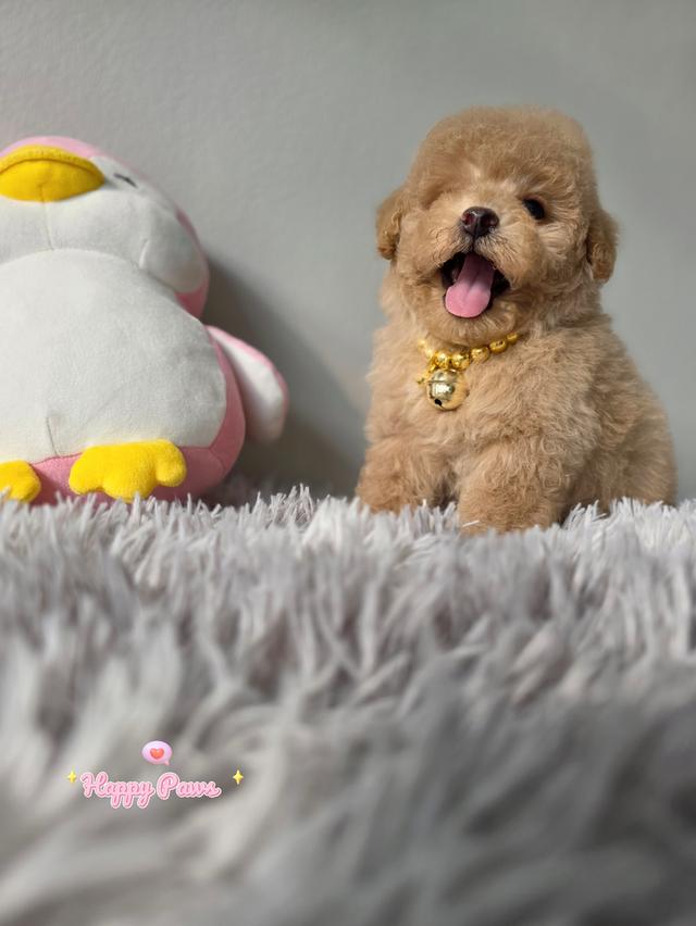 น้องหมาพุดเดิ้ลขนหยิก