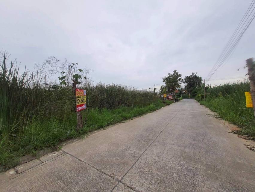 ร้อนเงินVายถูก ที่ดินบ้านกลาง 244 ตารางวา ติดถนนคอนกรีตสาธารณะ ซอย โม่ฮวด 7 เมืองปทุมธานี 7