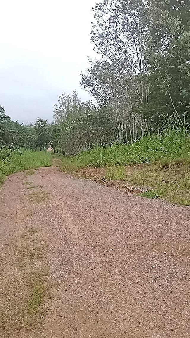 ที่ดินทองผาภูมิ 19