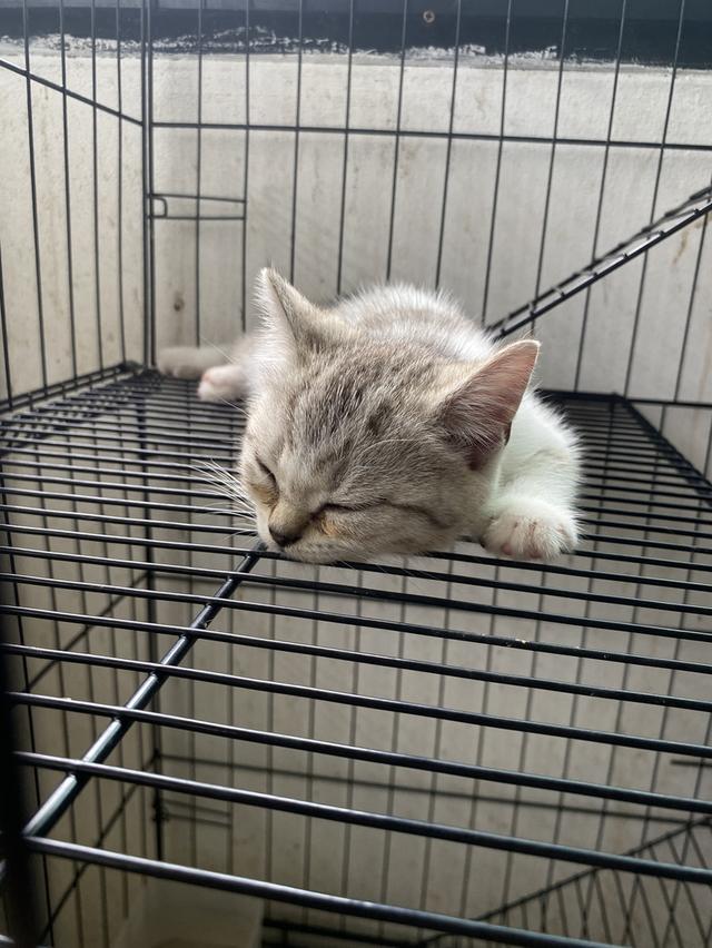 เจ้าชาบู น่ารักมาก 5