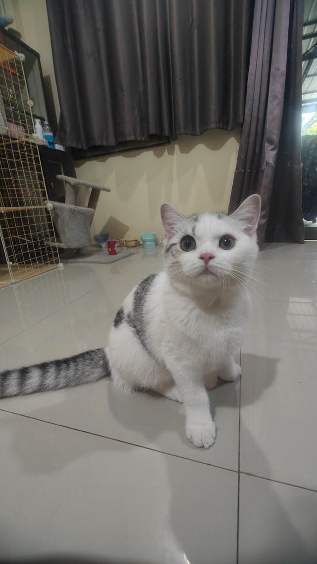 Scottish Fold (boy) 11
