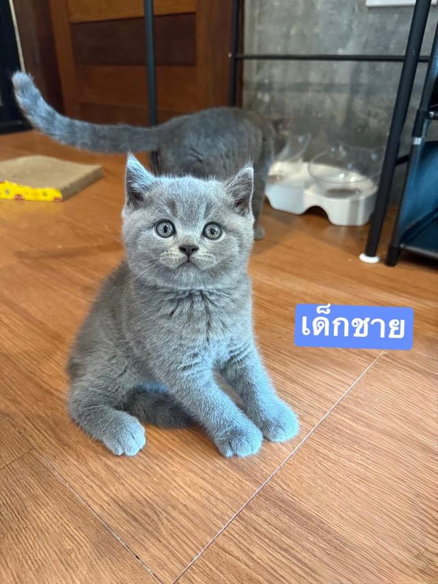 British Shorthair เด็กหญิง1 เด็กชาย1