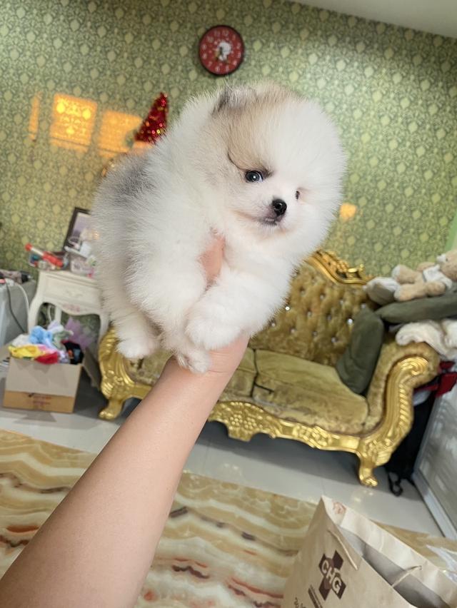 ลูกปอมแท้ จัดส่งทั่วประเทศ