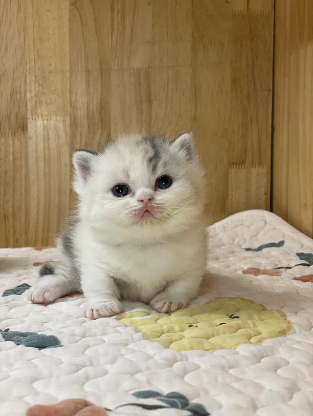 ลูกแมวมันช์กิ้น ขาสั้น รูปที่ 11