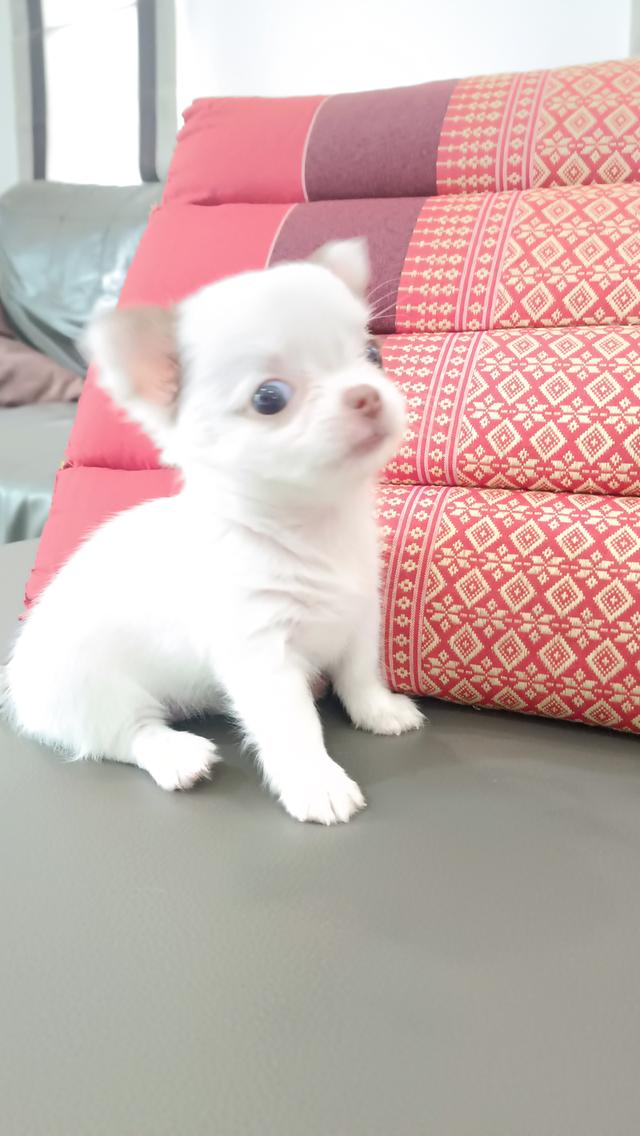 ชิวาวา สุนัขขนสองชั้น