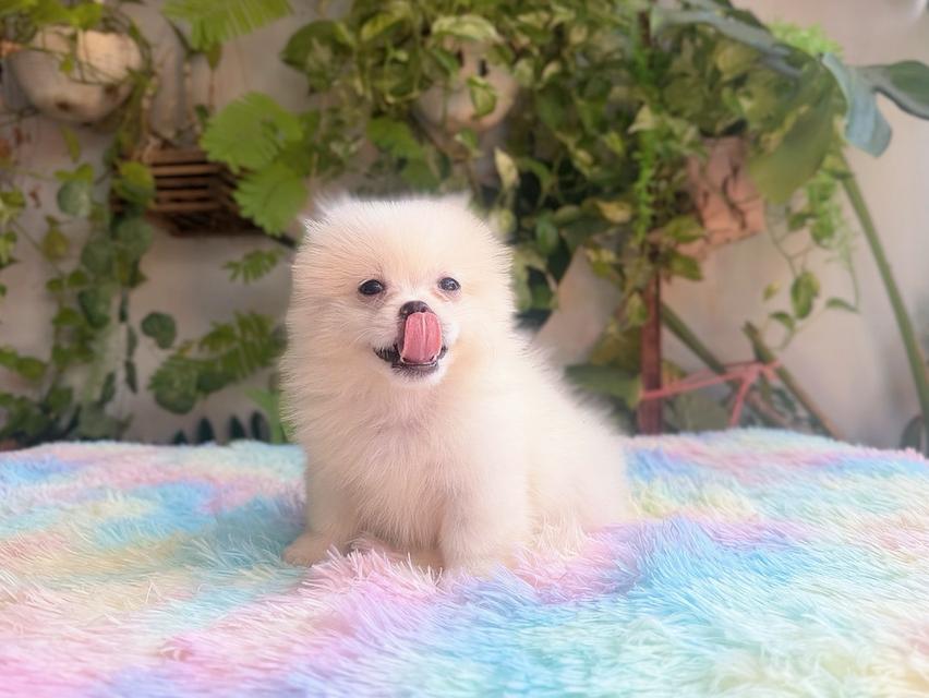 ปอมผสมชิวาวาเพศเมีย พร้อมย้ายบ้าน 11