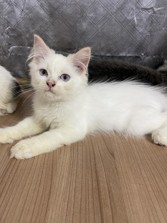 คนขายเลี้ยงเองครับ น้องแมวพันธุ์ อเมริกันเคิร์ลผสมหิมาลายัน เพศชาย ตาสีฟ้า