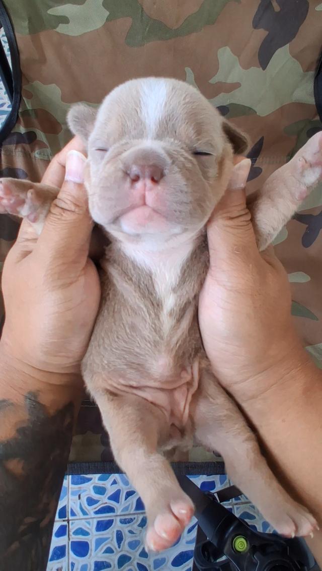 ลูกอเมริกันบูลลี่ micro exotic รูปที่ 2