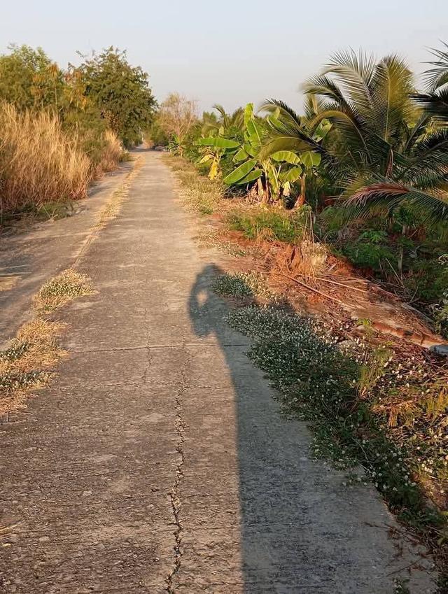 ขายที่ดินพร้อมพืชพันธุ์ 4