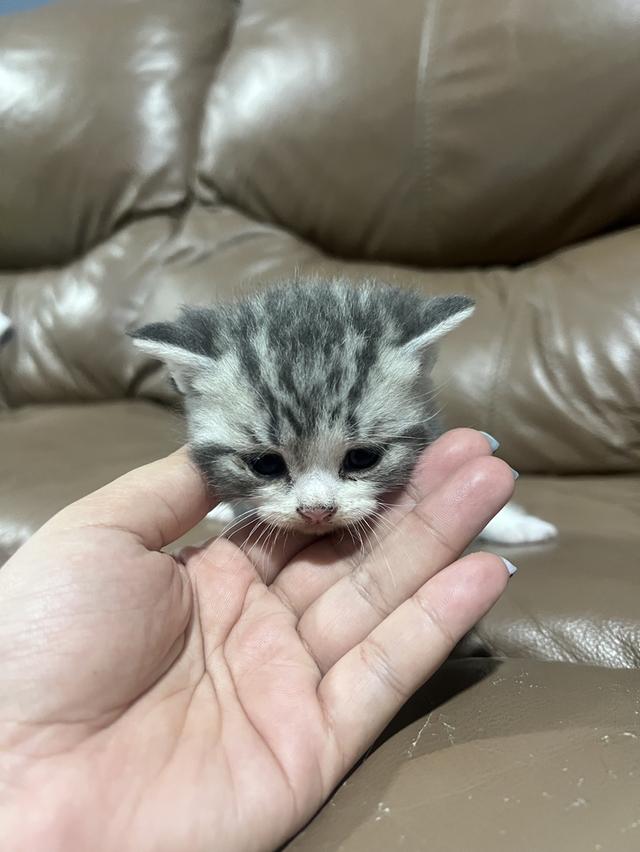 American shorthair  2