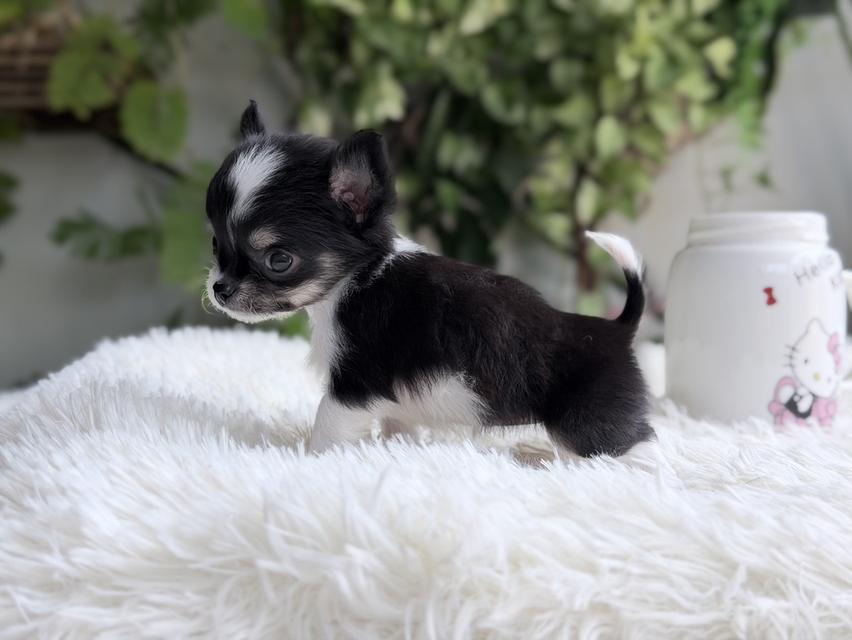 ชิวาวาแท้ เพศเมีย ตัวจิ๋ว พร้อมย้ายบ้าน รูปที่ 8