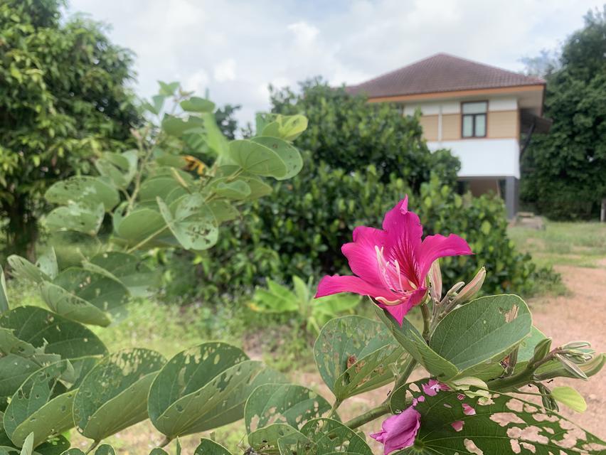 บ้านพร้อมที่ดิน 1 ไร่ 3