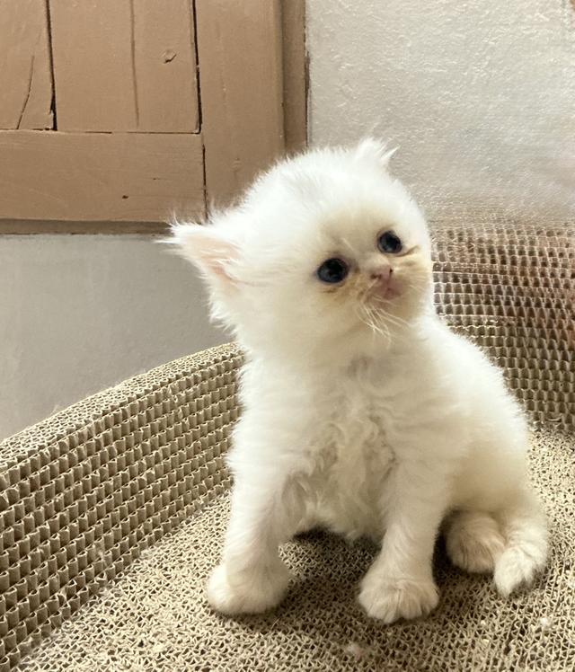 ลูกแมวเปอร์เซีย หน้าบี้หน้าหล่น หน้าตุ๊กตา เปิดกล้องดูเด็กๆได้ค่ะ รูปที่ 5