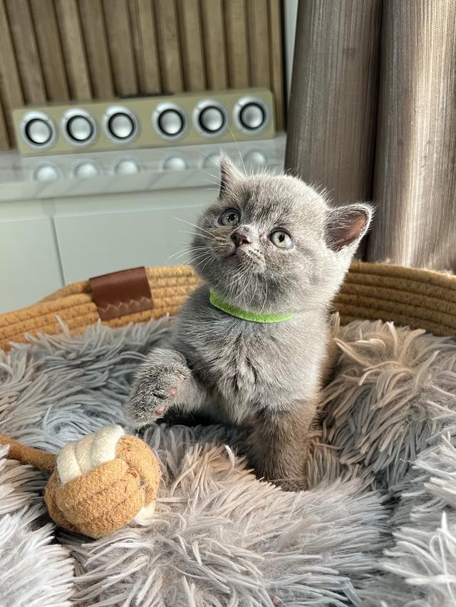 ลูกแมว บริติช ช็อตแฮร์ ใบเพ็ดนอกWCF(British Shorthair)