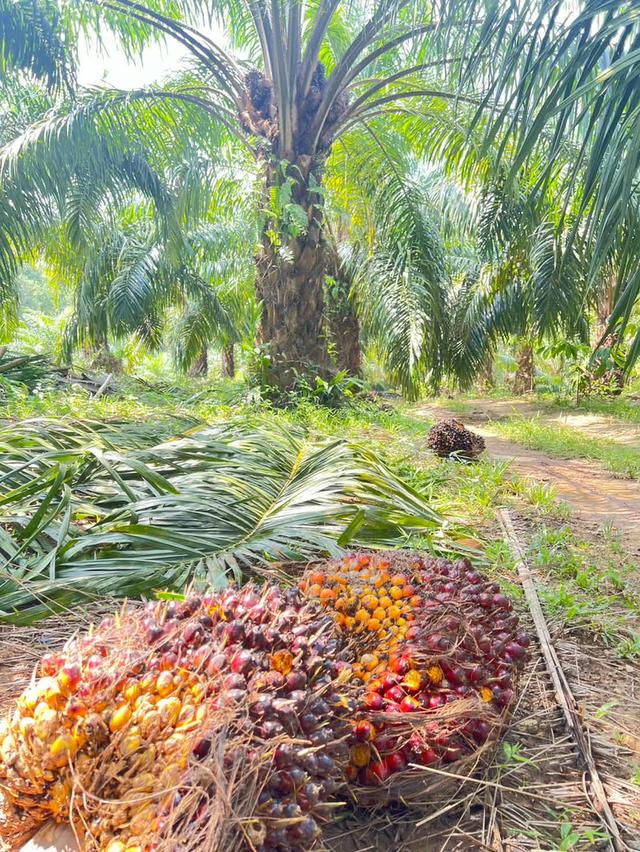 สวนปาล์มสวนทุเรียนพร้อมบ้านสวน 10