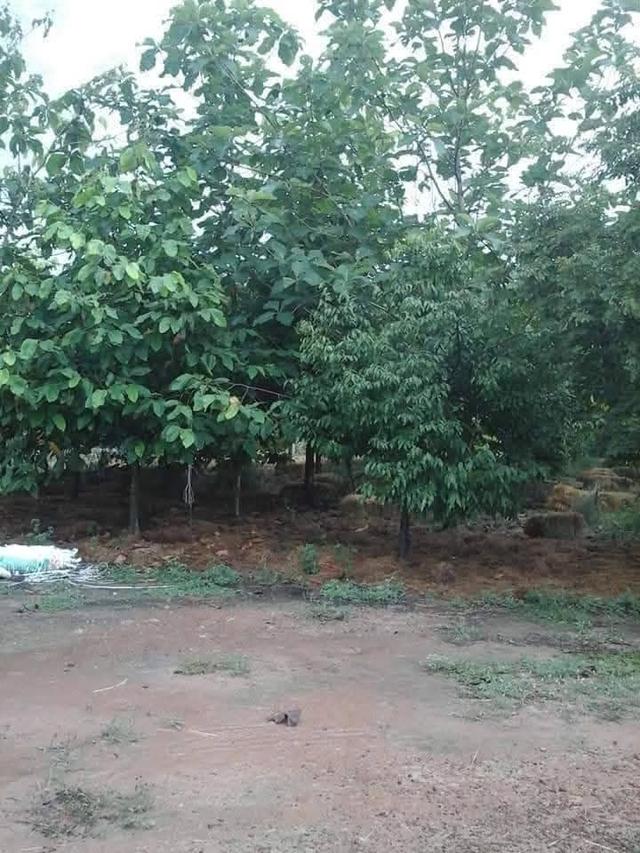 ที่ดินจำนวน 5 ไร่สระกระโจม ดอนเจดีย์ สุพรรณบุรี