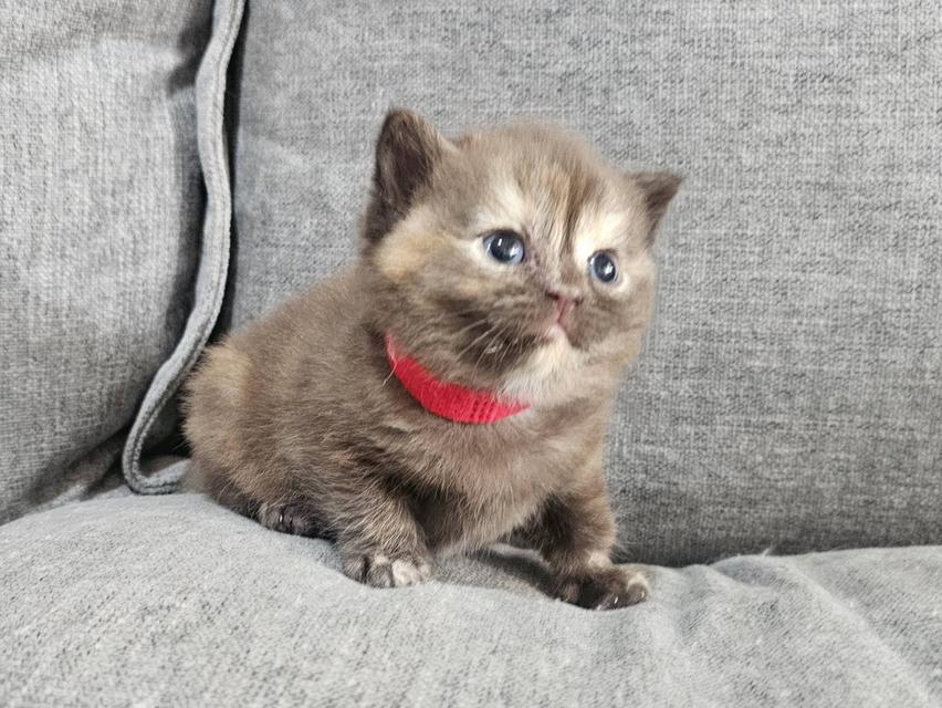 สก็อตติชแท้ สีช็อคครีม หายาก 12